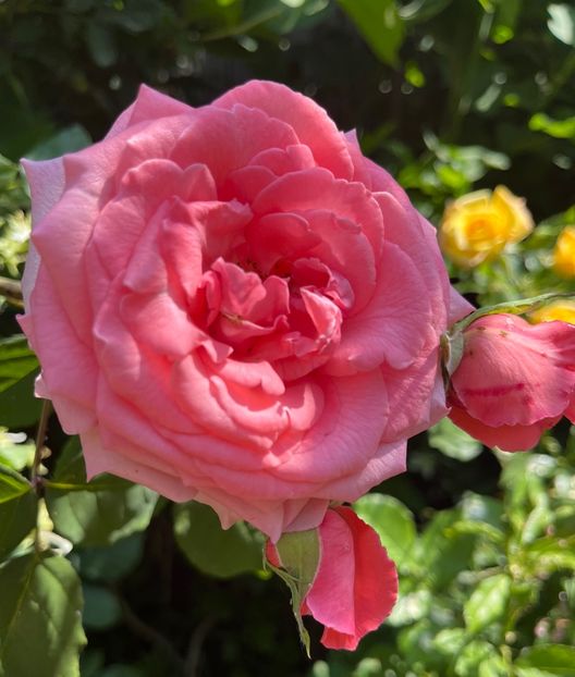 D51159A0-3162-4B5E-AB3A-059FD4A98E66 - Trandafiri 2022 2