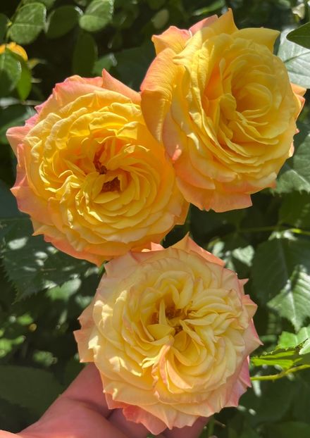 7E7369D0-03F1-4B53-8E64-35C3DFC1A017 - Trandafiri 2022 2