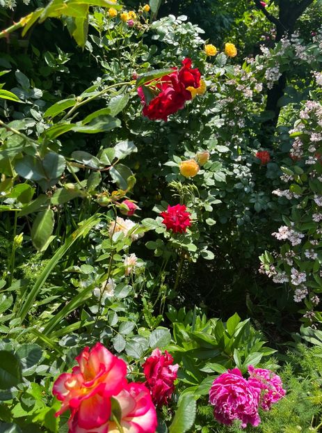 A1FB68E8-2FEC-4F9E-9EAA-D14EE2124232 - Trandafiri 2022 2