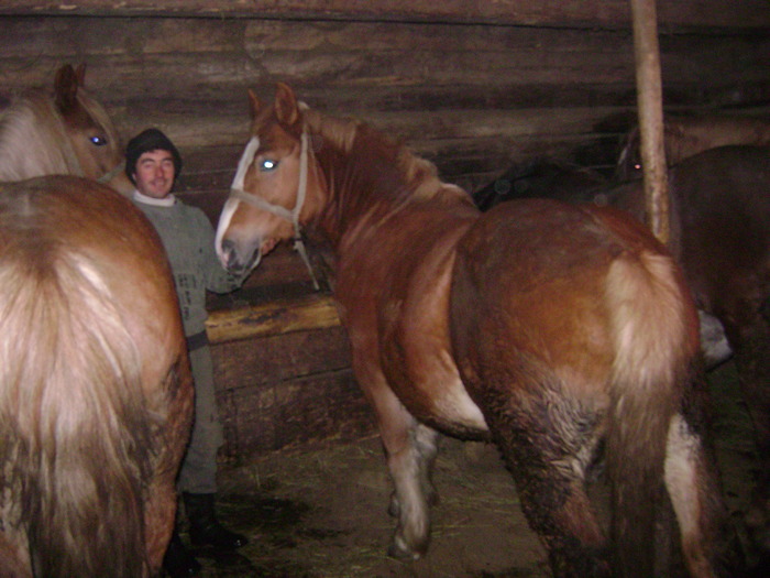 Boicu si manza in grajd - Semigreii lui Dunca din Maramures  Calinesti