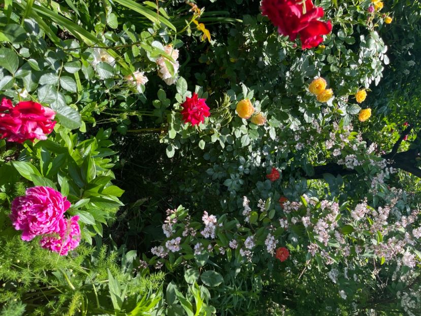 9999179D-A4CF-49D3-BB57-CBAA6A7F6E5A - Trandafiri 2022 2