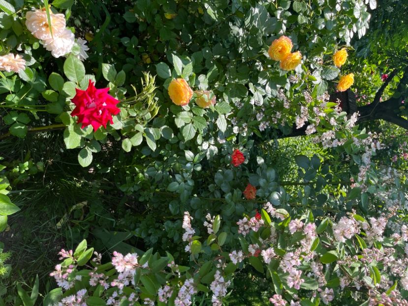 87992965-D40C-4AD4-86A8-9E4DD25CED91 - Trandafiri 2022 2