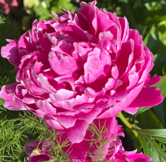 B4DEFD13-ACB1-47DE-8107-26073923836F - Bujor