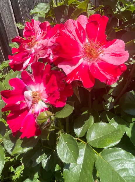 239B83EE-2D27-4947-A8F8-DD83A89F4FB5 - Trandafiri 2022 2