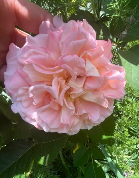 F3BEA91D-3FA1-40B6-BEBC-845711D07E5A - Trandafiri 2022 2