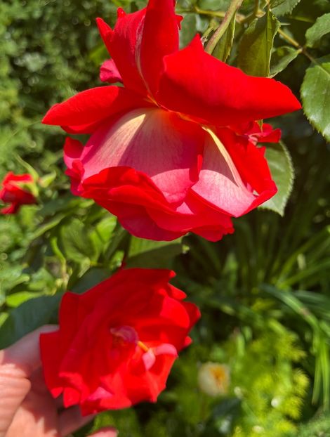 37AAF753-4818-476F-A951-FBDEF376F142 - Trandafiri 2022 2