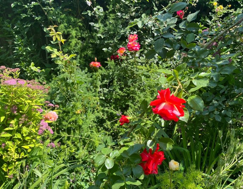 334EF3CF-8C2E-444D-8209-953AF737866D - Trandafiri 2022 2