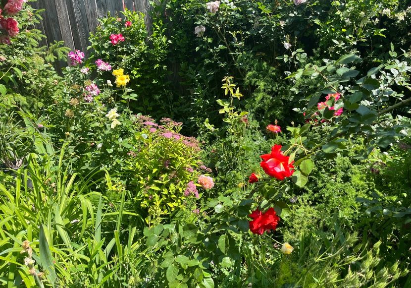 9E044412-96EE-412C-8ADE-EC3BBBB38CF3 - Trandafiri 2022 2