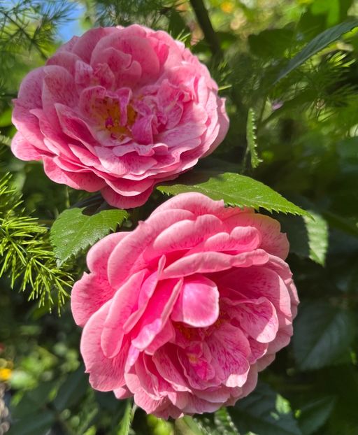 92534A45-04A1-4668-AFB9-E6EE0CD87515 - Trandafiri 2022 2