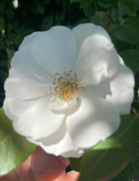 27395897-133E-4A18-964C-AAF4337ED3D9 - Trandafiri 2022 2