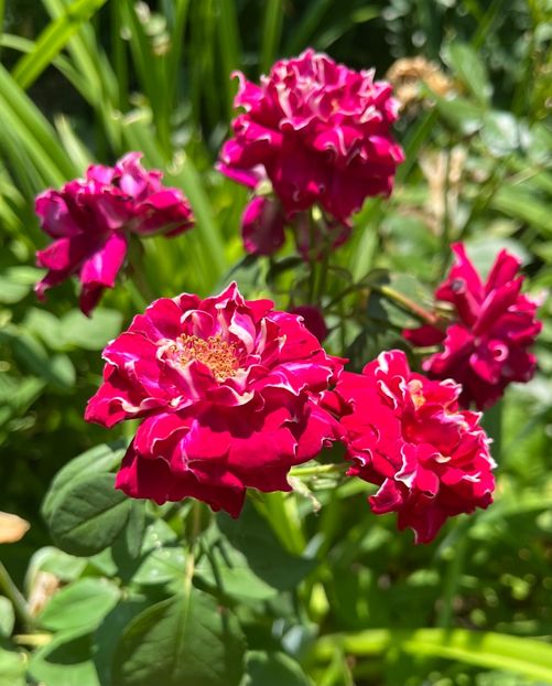 E33E6461-00CD-4237-B61F-BFD8E34B447A - Trandafiri 2022 2