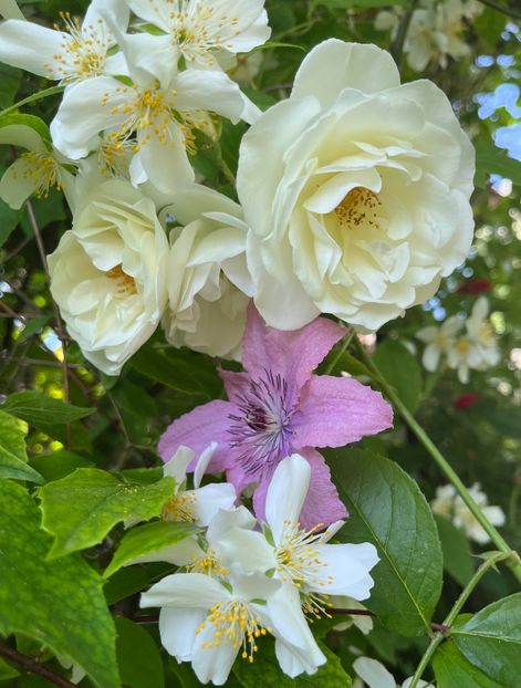 D6AC9A4F-9AE6-4A6A-ABA2-9DA4F802CC09 - Trandafiri 2022 2