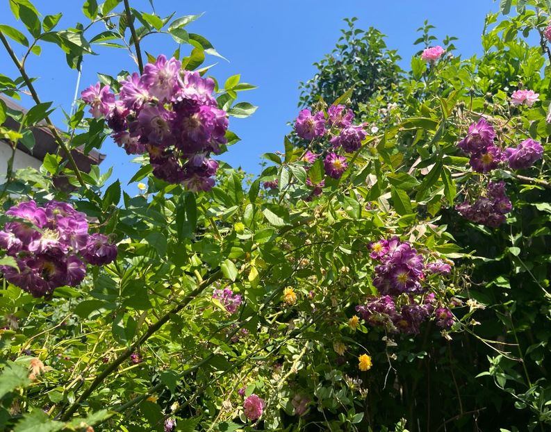 4FE66044-CE6F-4EDB-94C4-C63EAB3FBF9B - Trandafiri 2022 2