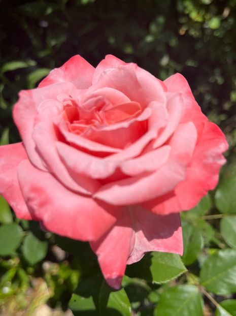 38C8BB8F-8C5E-4AA8-952D-F32260A1A2F2 - Trandafiri 2022 2