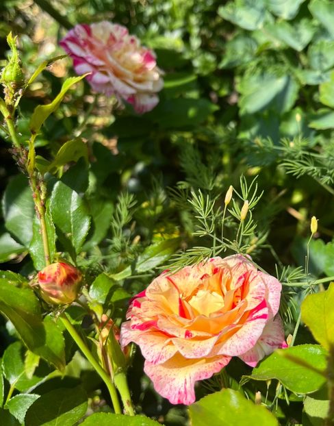 ECDB000A-E60D-459E-B289-CC70BE5CDD7E - Trandafiri 2022 2