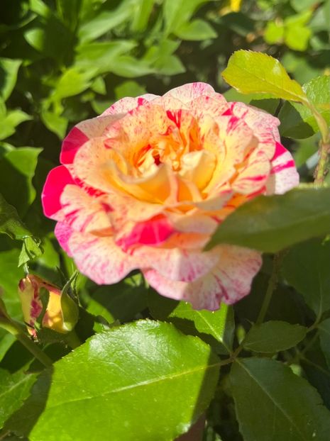 00BA3476-2822-47F9-877C-904E07AC6FAC - Trandafiri 2022 2