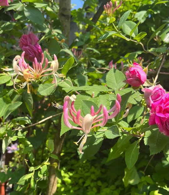 4DDC6F15-82D8-461A-A889-3242C3C3AF6A - Arbuști 2021-2023