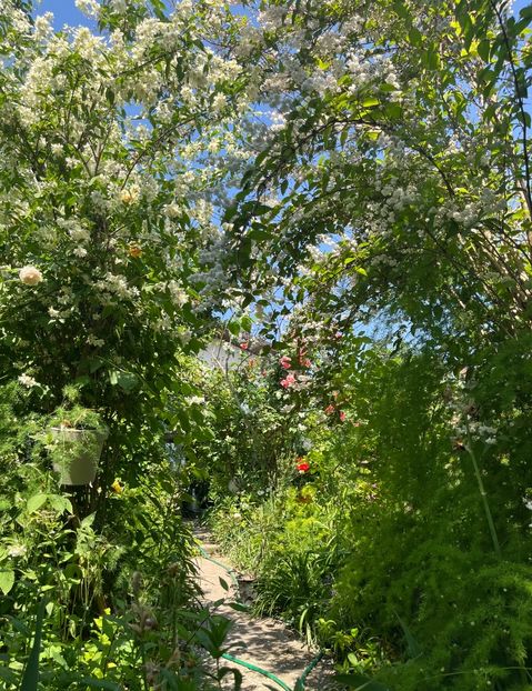 0D2A9BEB-C8DD-46DE-98A0-42E27BE9A5F7 - Arbuști 2021-2023