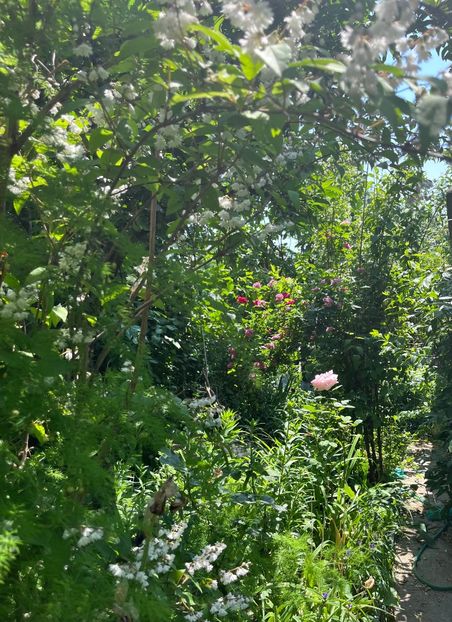 DD6F7F86-EA51-49B6-BB5D-F1533DA289C6 - Arbuști 2021-2023