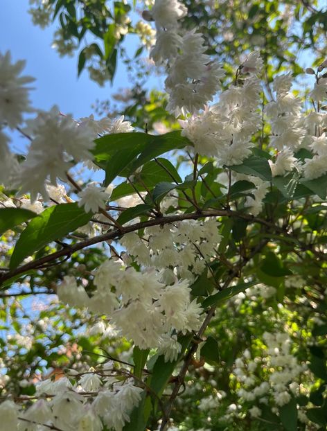 6C8E524F-1E5F-44B7-BD2F-4C0E13B23B16 - Arbuști 2021-2023