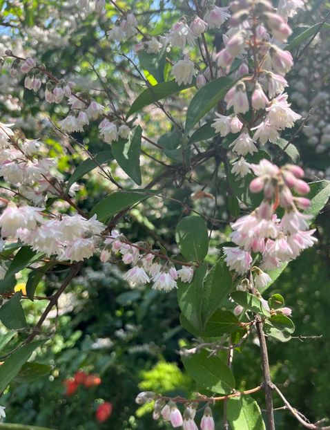 C1F01FFB-7013-48E9-AEB0-5C0BAE327CAA - Arbuști 2021-2023