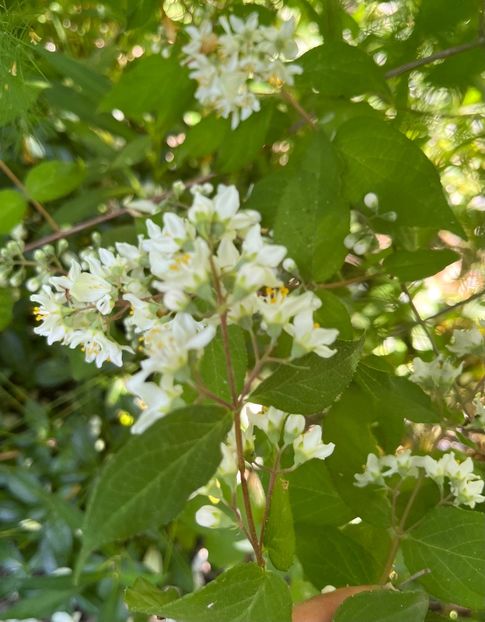 A94A42E8-DF1C-489D-973C-FA8CC1EDD792 - Arbuști 2021-2023