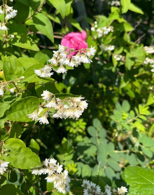 13A3DE8C-CC3C-4965-99D2-C2DB22291492 - Arbuști 2021-2023