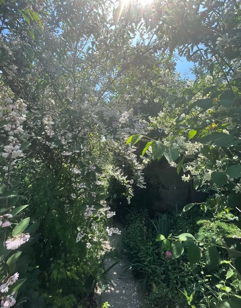 7419DD45-B082-48F0-A7B8-37A024B1B295 - Arbuști 2021-2023