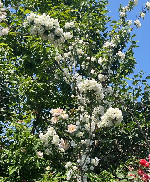 250C2A82-F76C-42DA-8A77-5B51CB70AD0F - Arbuști 2021-2023