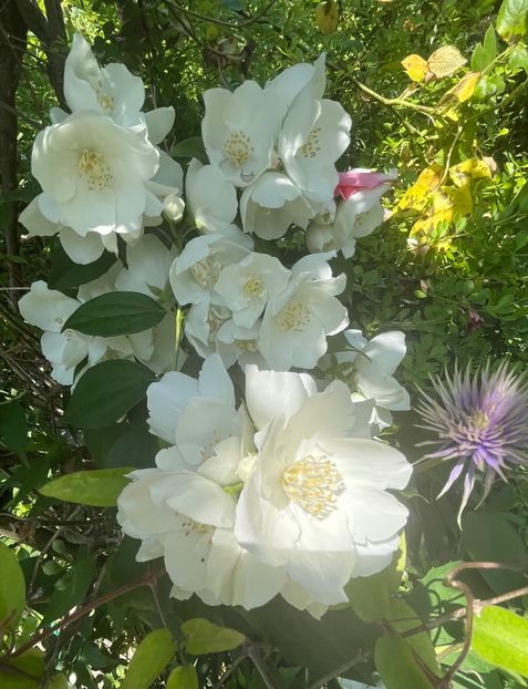 EA168ADE-9969-4555-AD3C-3F95274AC232 - Arbuști 2021-2023