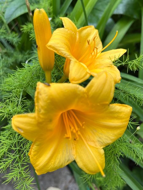456B0DA1-F2E4-49E3-922D-08503B746FAE - Hemerocallis 2021