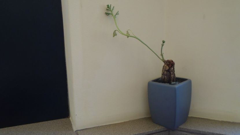 Pelargonium triste, Africa de Sud - Caudiciforme-pachycaule si bulboase 2022-2023