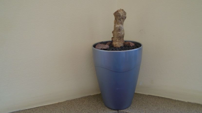 Pelargonium carnosum, Africa de Sud - Caudiciforme-pachycaule si bulboase 2022-2023