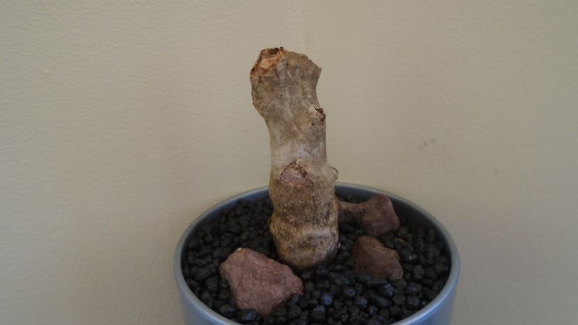 Pelargonium carnosum, Africa de Sud - Caudiciforme-pachycaule si bulboase 2022-2023