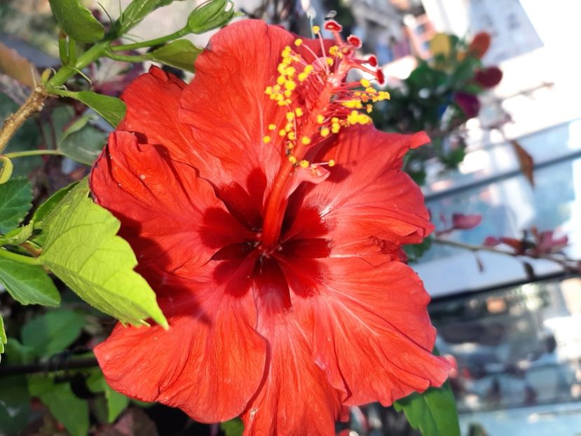  - Florile mele în iunie 2022