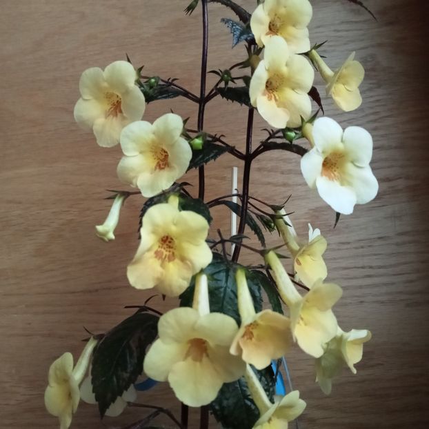  - Yellow Beauty