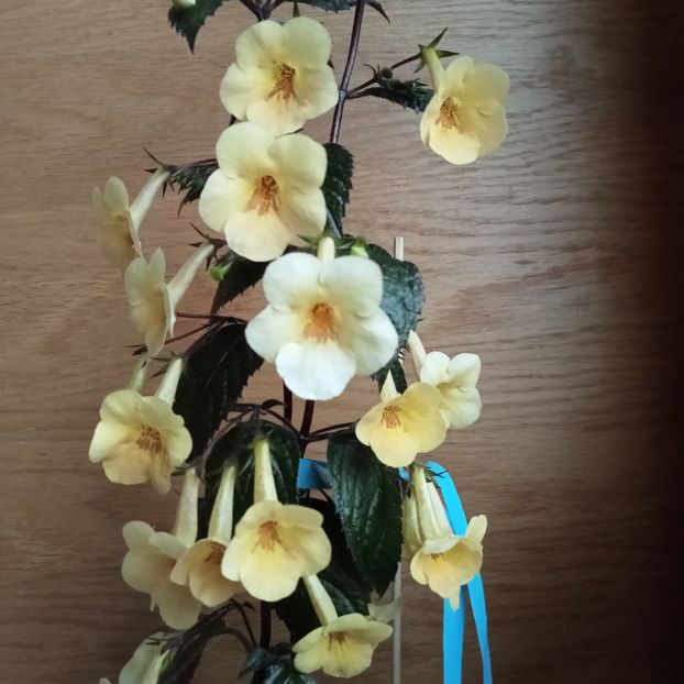  - Yellow Beauty