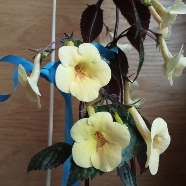  - Yellow Beauty