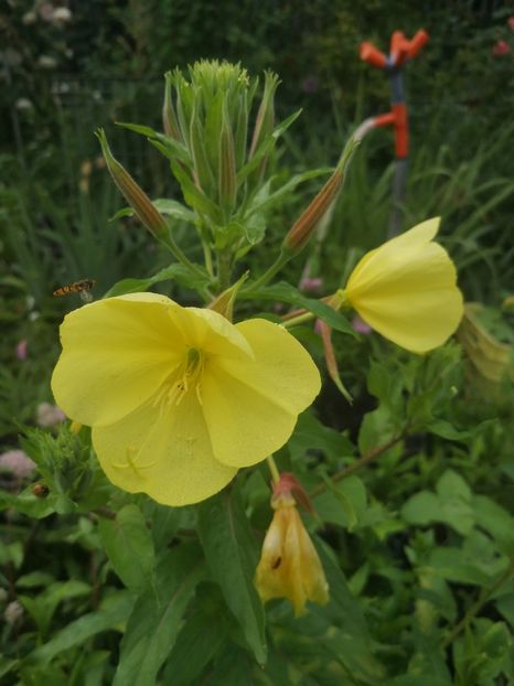oenothera biennis - Gradina flori 202t