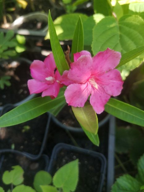 leandru roz - Flori apartament