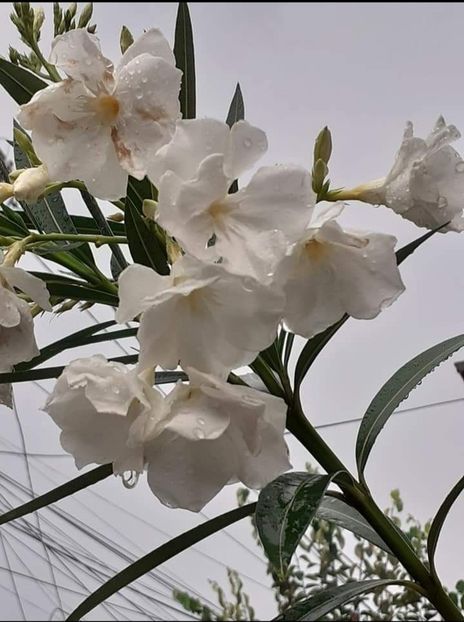 Screenshot_20220614-173000_Facebook - Leandru