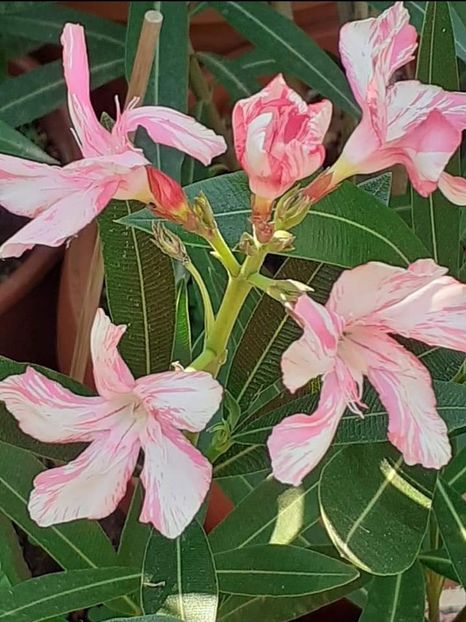 Screenshot_20220614-172808_Facebook - Leandru