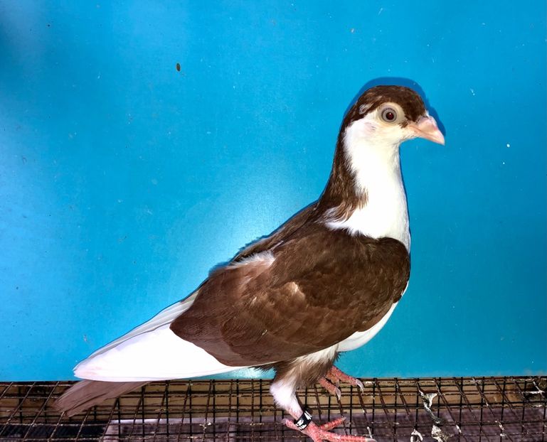 4859  femelă  2022_1 - tineret 2022