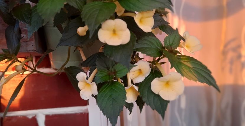 2022 - Himalayan Sunrise