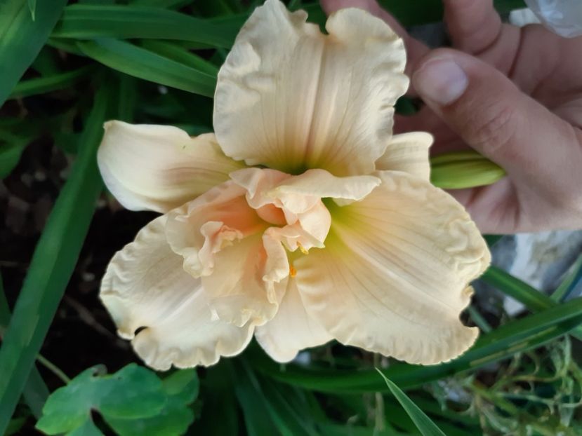 Schnickel Fritz - Hemerocallis 2022