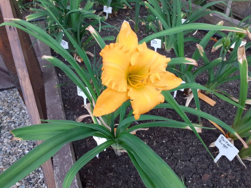 Age of gold - Hemerocallis 2022