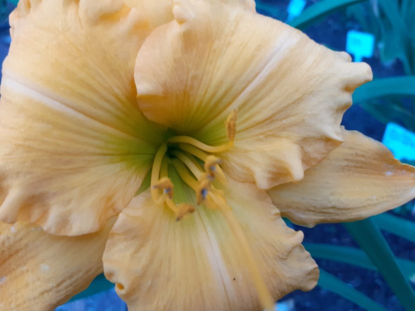 Age of gold - Hemerocallis 2022
