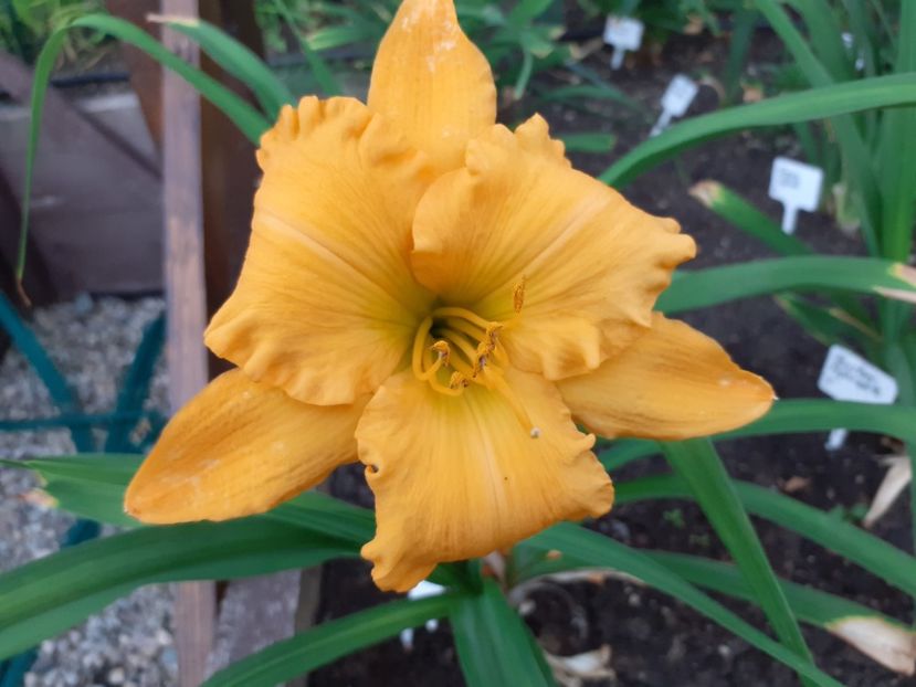 Age of gold - Hemerocallis 2022