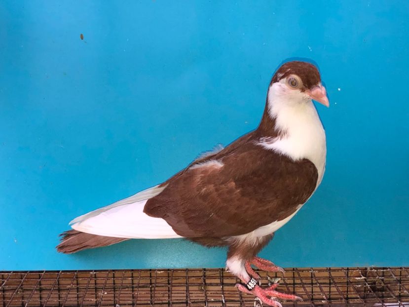 4859  femelă  2022_3 - tineret 2022