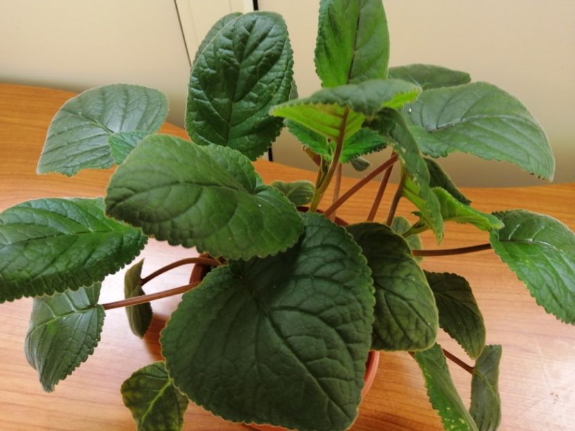  - Sininngia Isa s Gorgeous